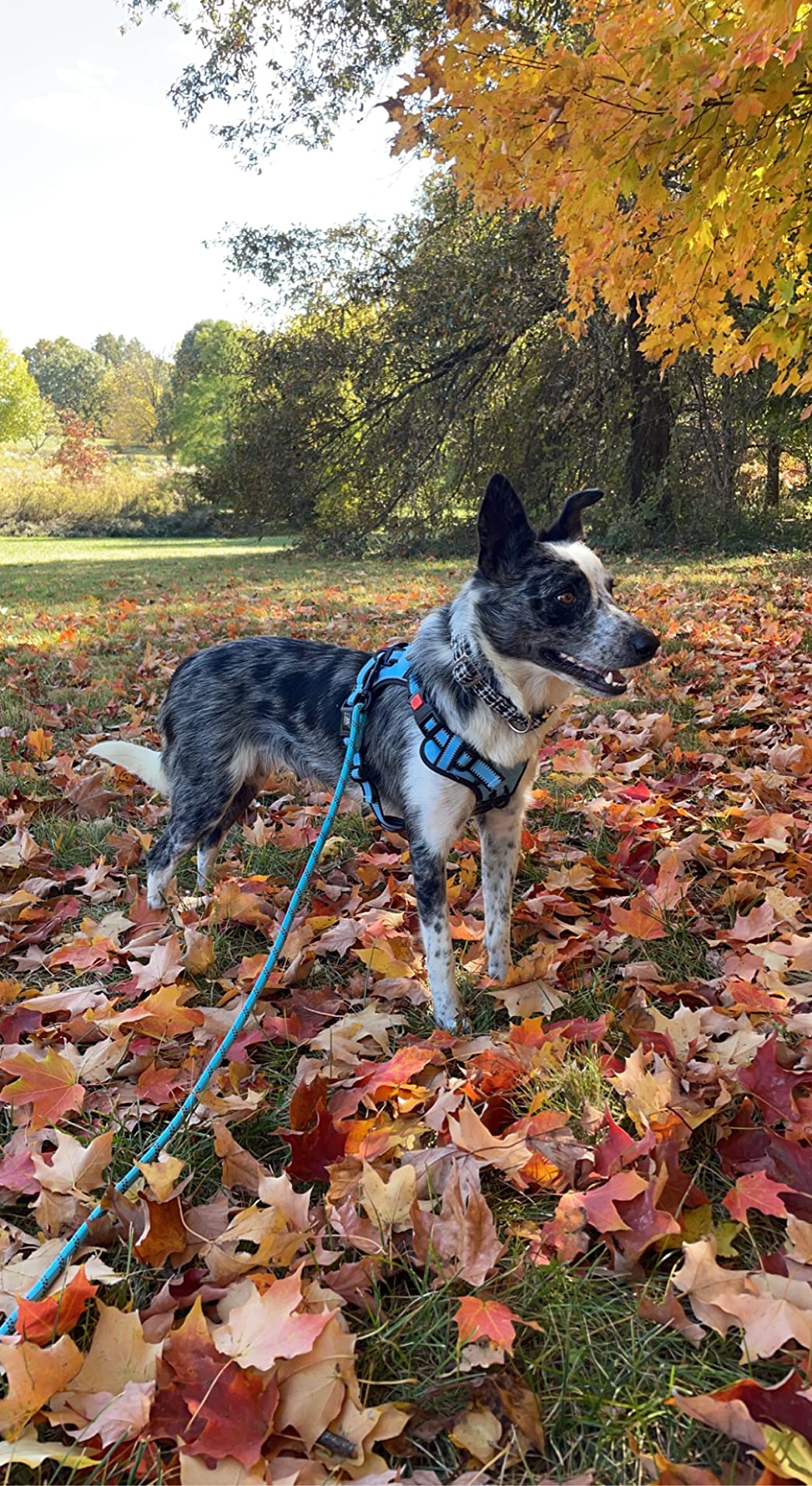 Dog & Puppy Harnesses
